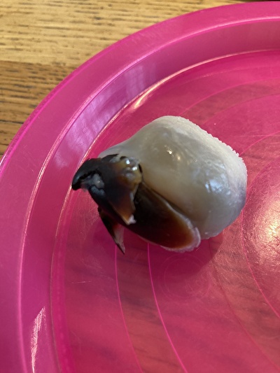 いかとんび一粒