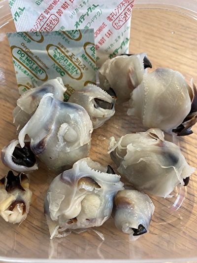 いかとんび中身