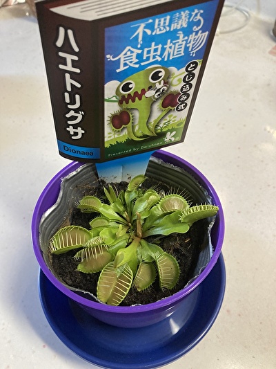 ハエトリソウ１